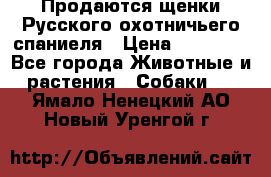 Продаются щенки Русского охотничьего спаниеля › Цена ­ 25 000 - Все города Животные и растения » Собаки   . Ямало-Ненецкий АО,Новый Уренгой г.